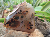 Polished on One Side Dendritic Agate Nodules x 2 From Madagascar