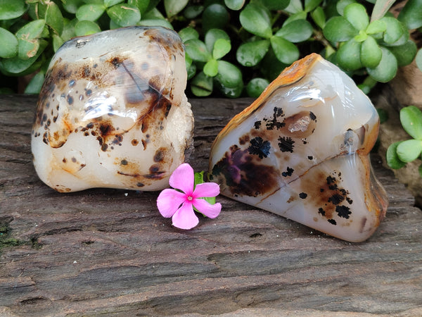 Polished on One Side Dendritic Agate Nodules x 2 From Madagascar