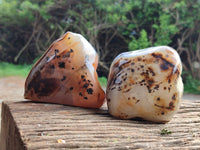 Polished on One Side Dendritic Agate Nodules x 2 From Madagascar