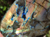 Polished Labradorite Standing Free Forms x 2 From Tulear, Madagascar