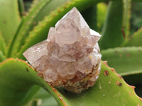 Natural Smokey Amethyst Spirit Quartz Clusters x 12 From Boekenhouthoek, South Africa