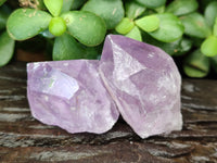 Natural Jacaranda Amethyst Quartz Crystals x 24 From Mumbwa, Zambia