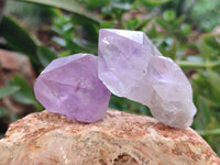 Natural Jacaranda Amethyst Quartz Crystals x 24 From Mumbwa, Zambia