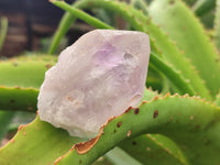 Natural Jacaranda Amethyst Quartz Crystals x 24 From Mumbwa, Zambia