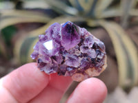 Natural Dark Purple Amethyst Spirit Quartz Clusters x 70 From Boekenhouthoek, South Africa