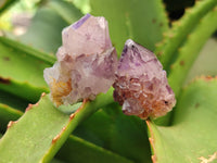 Natural Dark Purple Amethyst Spirit Quartz Clusters x 70 From Boekenhouthoek, South Africa