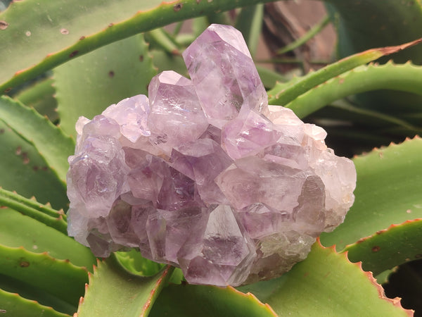 Natural Jacaranda Amethyst Quartz Clusters x 3 From Mumbwa, Zambia