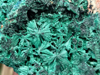 Natural Silky Malachite Specimens x 9 From Kasompe, Congo