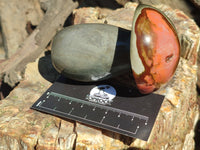 Polished Polychrome Jasper Mushrooms x 6 From Mahajanga, Madagascar