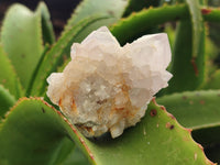 Natural Amethyst Spirit Quartz Clusters x 12 From Boekenhouthoek, South Africa