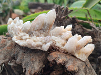 Natural Fairy Spirit Quartz Clusters x 12 From Boekenhouthoek, South Africa