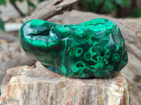 Polished Flower Banded Malachite Free Forms x 6 From Congo