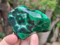 Polished Flower Banded Malachite Free Forms x 6 From Congo