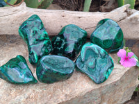 Polished Flower Banded Malachite Free Forms x 6 From Congo