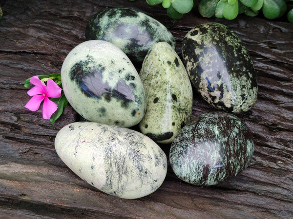 Polished Leopard Stone Free Forms x 6 From Zimbabwe