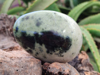 Polished Leopard Stone Free Forms x 6 From Zimbabwe