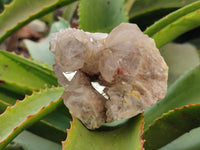 Natural Smokey Phantom Quartz Clusters x 6 From Luena, Congo