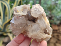 Natural Smokey Phantom Quartz Clusters x 6 From Luena, Congo