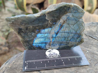 Polished on One Side Labradorite Slices x 12 From Tulear, Madagascar