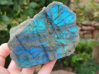 Polished on One Side Labradorite Slices x 12 From Tulear, Madagascar