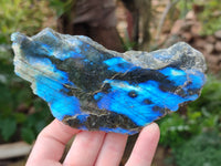 Polished on One Side Labradorite Slices x 12 From Tulear, Madagascar