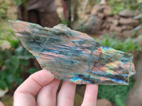 Polished on One Side Labradorite Slices x 12 From Tulear, Madagascar