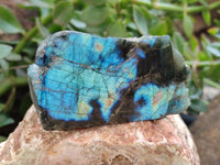 Polished on One Side Labradorite Slices x 12 From Tulear, Madagascar