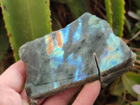 Polished on One Side Labradorite Slices x 12 From Tulear, Madagascar