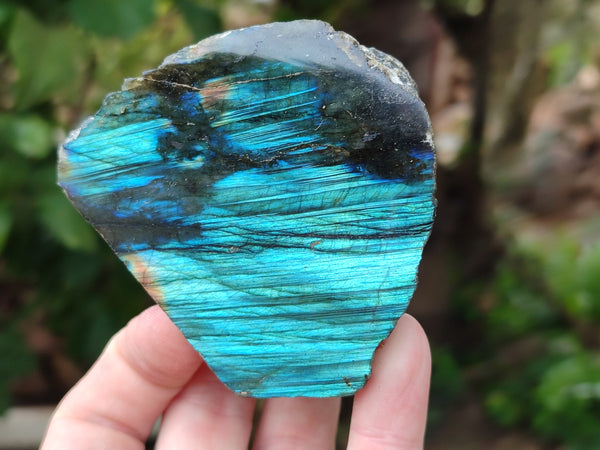 Polished on One Side Labradorite Slices x 12 From Tulear, Madagascar