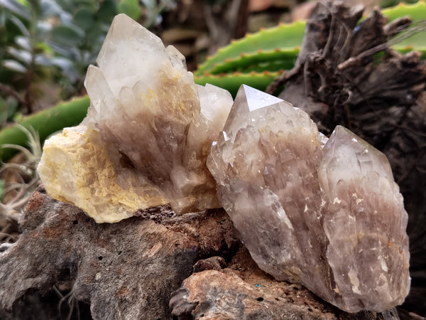 Natural Smokey Phantom Quartz Clusters x 12 From Luena, Congo