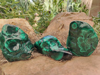 Polished Flower Banded Malachite Free Forms x 6 From Congo