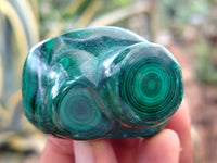 Polished Flower Banded Malachite Free Forms x 6 From Congo