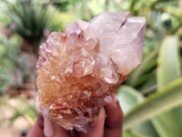 Natural Ametrine Spirit Quartz Crystals x 12 From Boekenhouthoek, South Africa