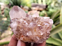 Natural Ametrine Spirit Quartz Crystals x 12 From Boekenhouthoek, South Africa