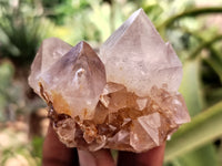 Natural Ametrine Spirit Quartz Crystals x 12 From Boekenhouthoek, South Africa