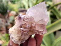 Natural Ametrine Spirit Quartz Crystals x 12 From Boekenhouthoek, South Africa