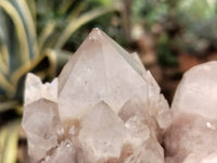 Natural Smokey Phantom Quartz Clusters x 2 From Luena, Congo