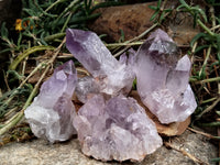 Natural Jacaranda Amethyst Single Quartz Crystal x 24 From Mumbwa, Zambia