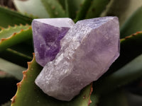 Natural Jacaranda Amethyst Single Quartz Crystals x 35 From Mumbwa, Zambia