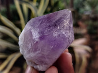 Natural Jacaranda Amethyst Single Quartz Crystals x 35 From Mumbwa, Zambia