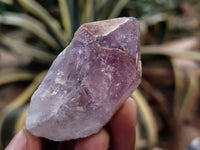 Natural Jacaranda Amethyst Single Quartz Crystals x 35 From Mumbwa, Zambia