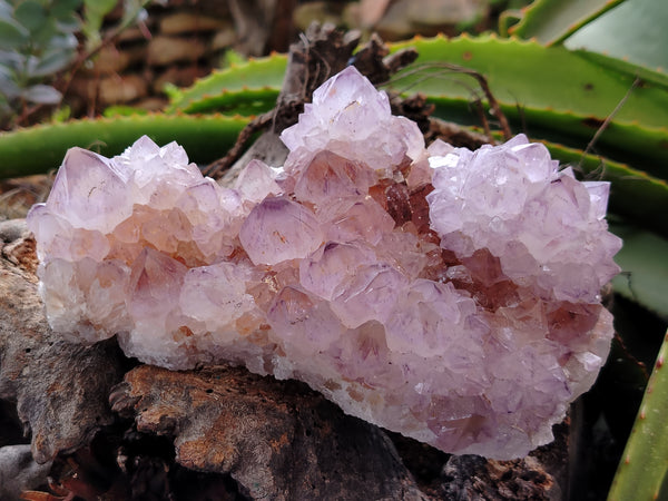 Natural Dark Amethyst Spirit Quartz Clusters x 2 From South Africa