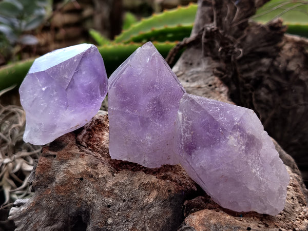 Natural Jacaranda Amethyst Single Quartz Crystals x 35 From Mumbwa, Zambia