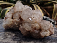 Natural Smokey Phantom Quartz Clusters x 5 From Luena, Congo