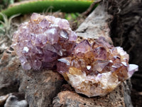 Natural Dark Amethyst Spirit Quartz Clusters x 12 From Boekenhouthoek, South Africa