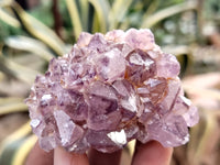 Natural Dark Amethyst Spirit Quartz Clusters x 12 From Boekenhouthoek, South Africa