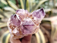 Natural Dark Amethyst Spirit Quartz Clusters x 12 From Boekenhouthoek, South Africa