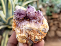 Natural Dark Amethyst Spirit Quartz Clusters x 12 From Boekenhouthoek, South Africa