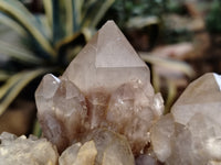 Natural Smokey Phantom Quartz Clusters x 3 From Luena, Congo