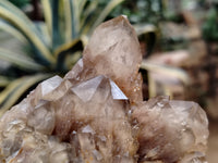 Natural Smokey Phantom Quartz Clusters x 3 From Luena, Congo